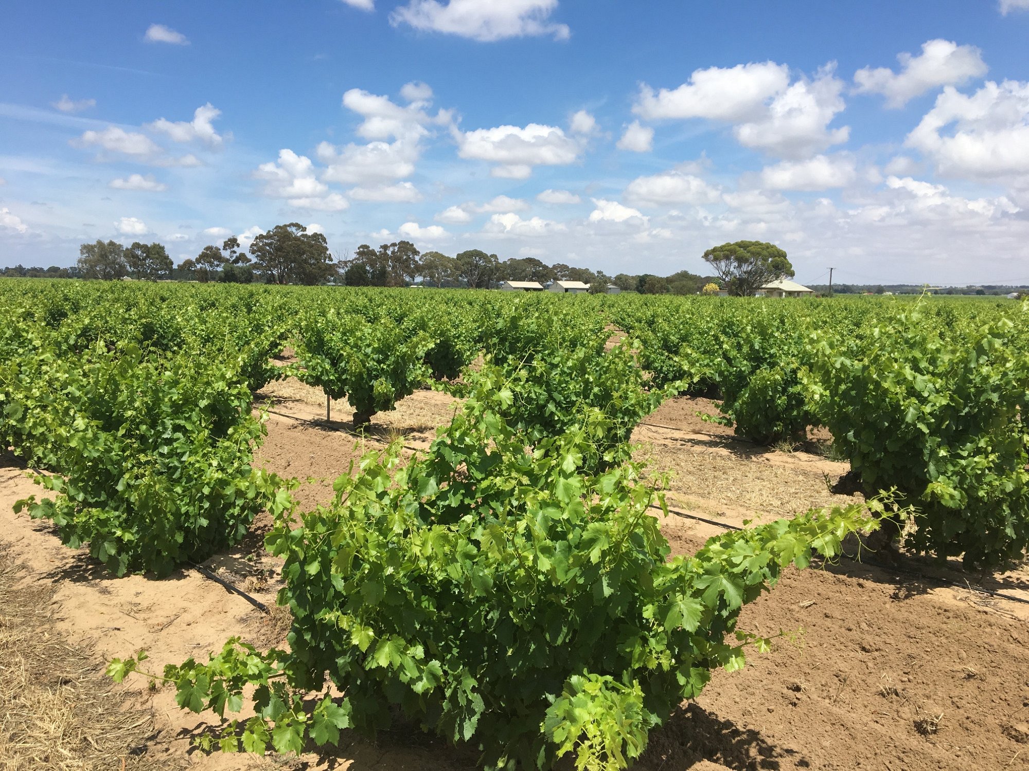 bush-vines-in-early-summer